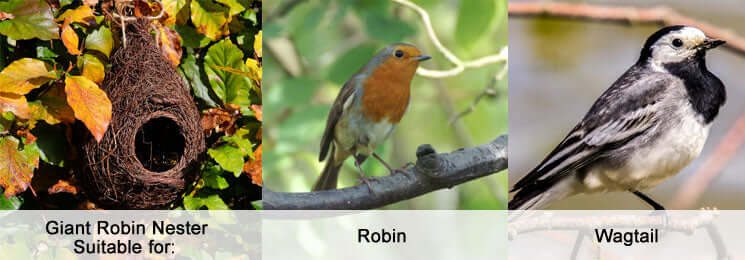 A Giant Robin Nester