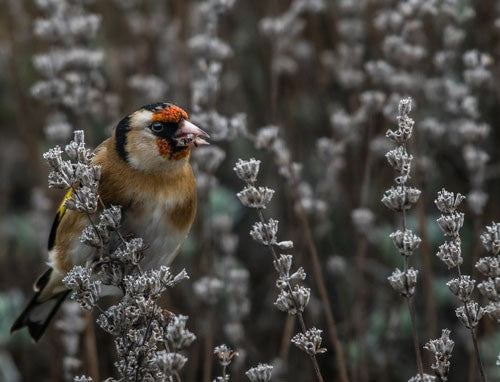 A goldfinch perched among plants.
