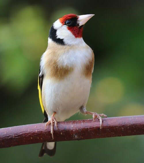 Goldfinch