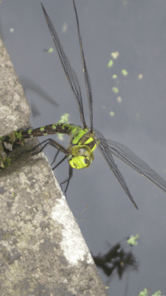 Gorgeous dragonfly