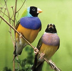 Gouldian Finched