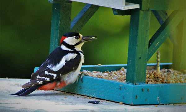 Great spotted woodpecker on a feeding table.