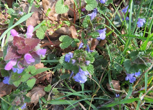 Green plants and purple and pink flowers.