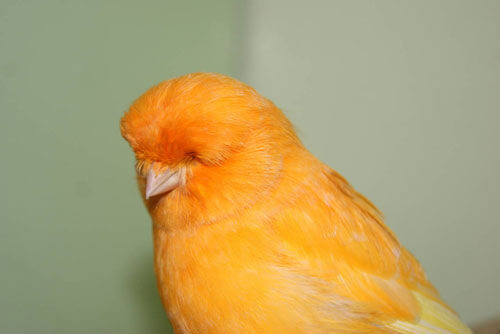 Healthy Canary