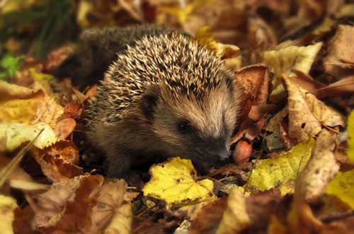 Hedgehog amongst yellow and brown Autumn leaves.