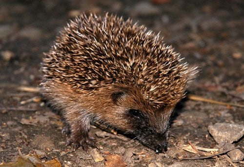 Brown spiky hedgehog on the ground.