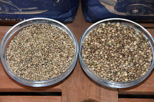 Hemp-seed