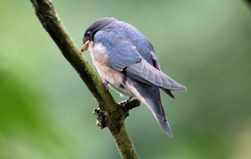 House-Martin