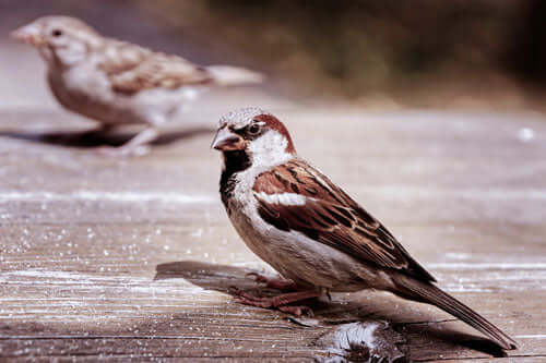 House-sparrows