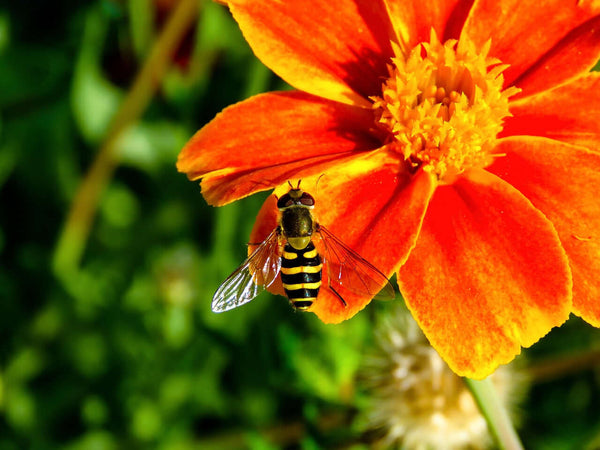 Hoverfly on a bright orange flower