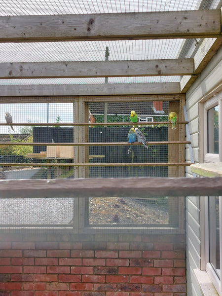 A green and yellow budgie sitting on a perch in an outside aviary.