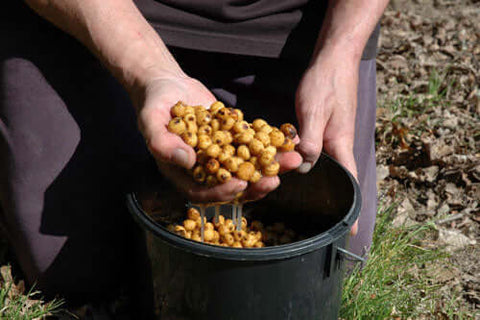 Jelly-Like Tiger Nuts