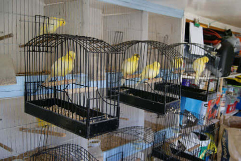 Keep birds in show condition