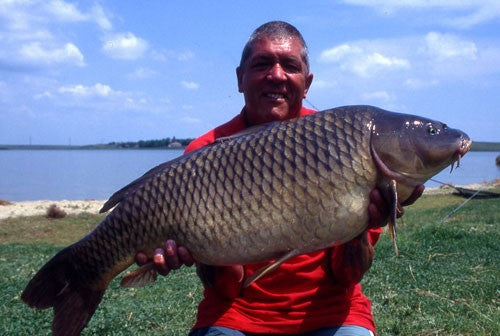 Ken smiling whilst holding a carp with a huge belly.