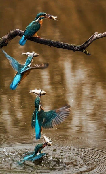 Kingfisher catching a fish with it's beak and flying out of the water.