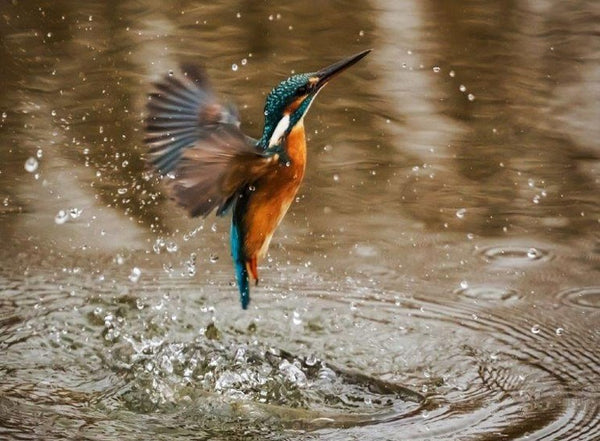 Kingfisher flying out of open water.