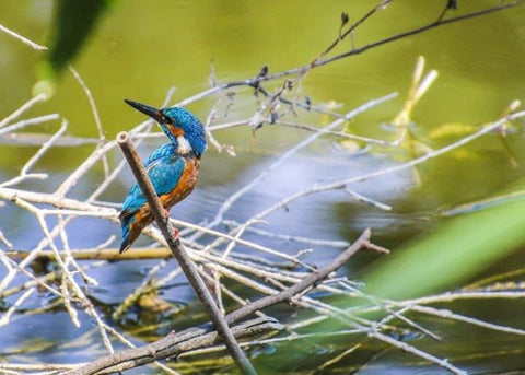 A kingfisher perched on a branch near to water.