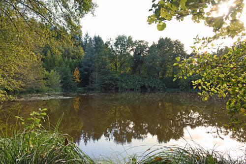 Lake-with-lily-pads