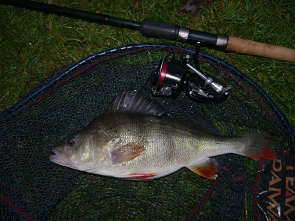 Large Perch