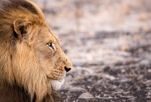 A striking male lion, sitting.