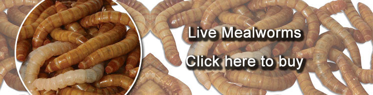 Live mealworms for garden birds