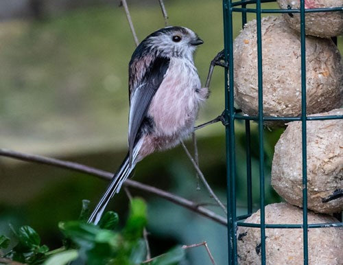 Long-tailed tit hanging from a fat ball holder.