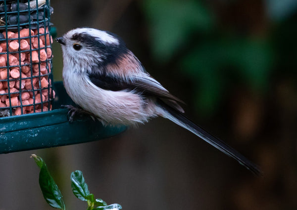 A long-tailed tit perched on a feeder.