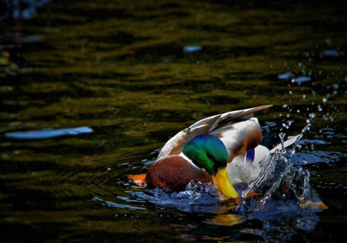 Mallard duck with green and blue head, splashing in water.