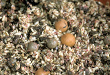 Micro-Baits-oats-groats-and-pellets