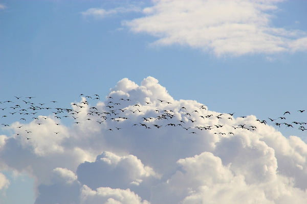 Birds migrating through a cloudy sky.