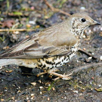 A mistle thrush standing on muddy ground.