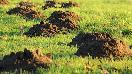 Molehill