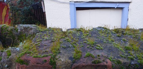 Moss on a wall