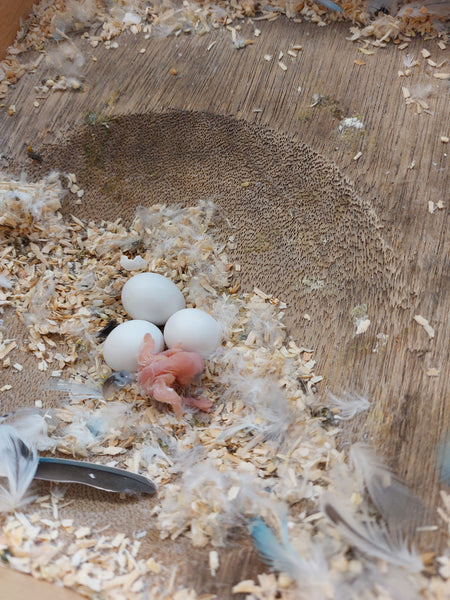 A tiny, featherless chick, only a few hours old.