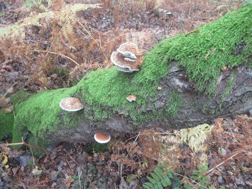 Moss and fungi