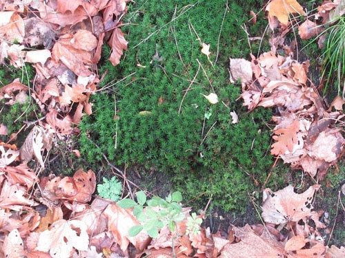 Moss Bed