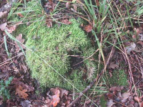 MOSS ON A TREE STRUMP