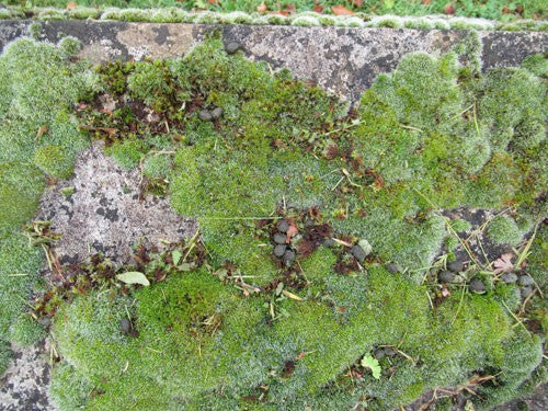 moss growing on gravestones