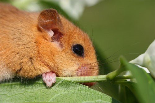 Furry orange-brown mouse with black eyes and whiskers.