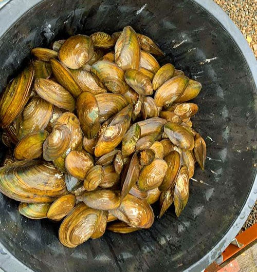 fresh water mussels and crayfish in a black bucket.