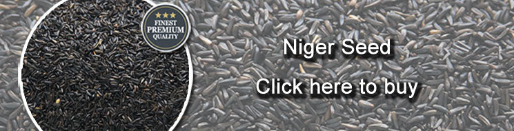 Niger-Seed