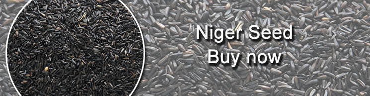Niger Seed - Buy from Haith's