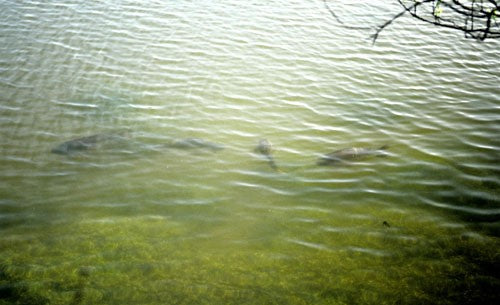 Photo of a fishing pond with carp at the surface