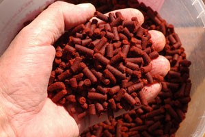 Image of red pellets in the palm of someones han