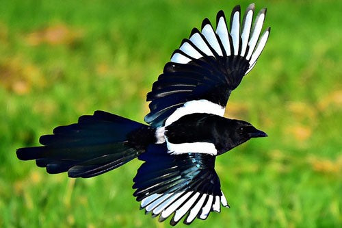 The Magpie bird