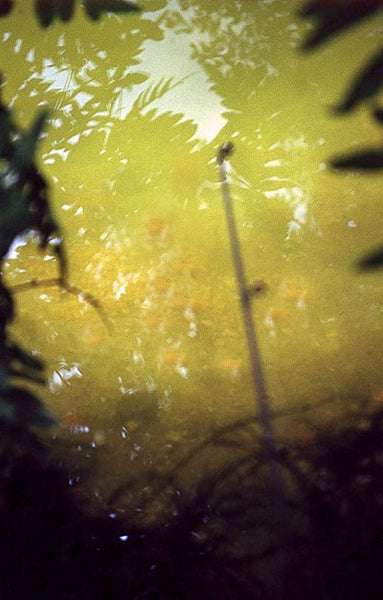 Image of a fishing pond with orange coloured bait