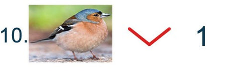 Image of a chaffinch