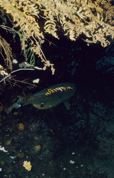 Image of a lake bed showing a carp