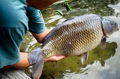 Image of a man holding a large carp