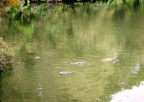 Photo of a fishing lake with carp at the surface